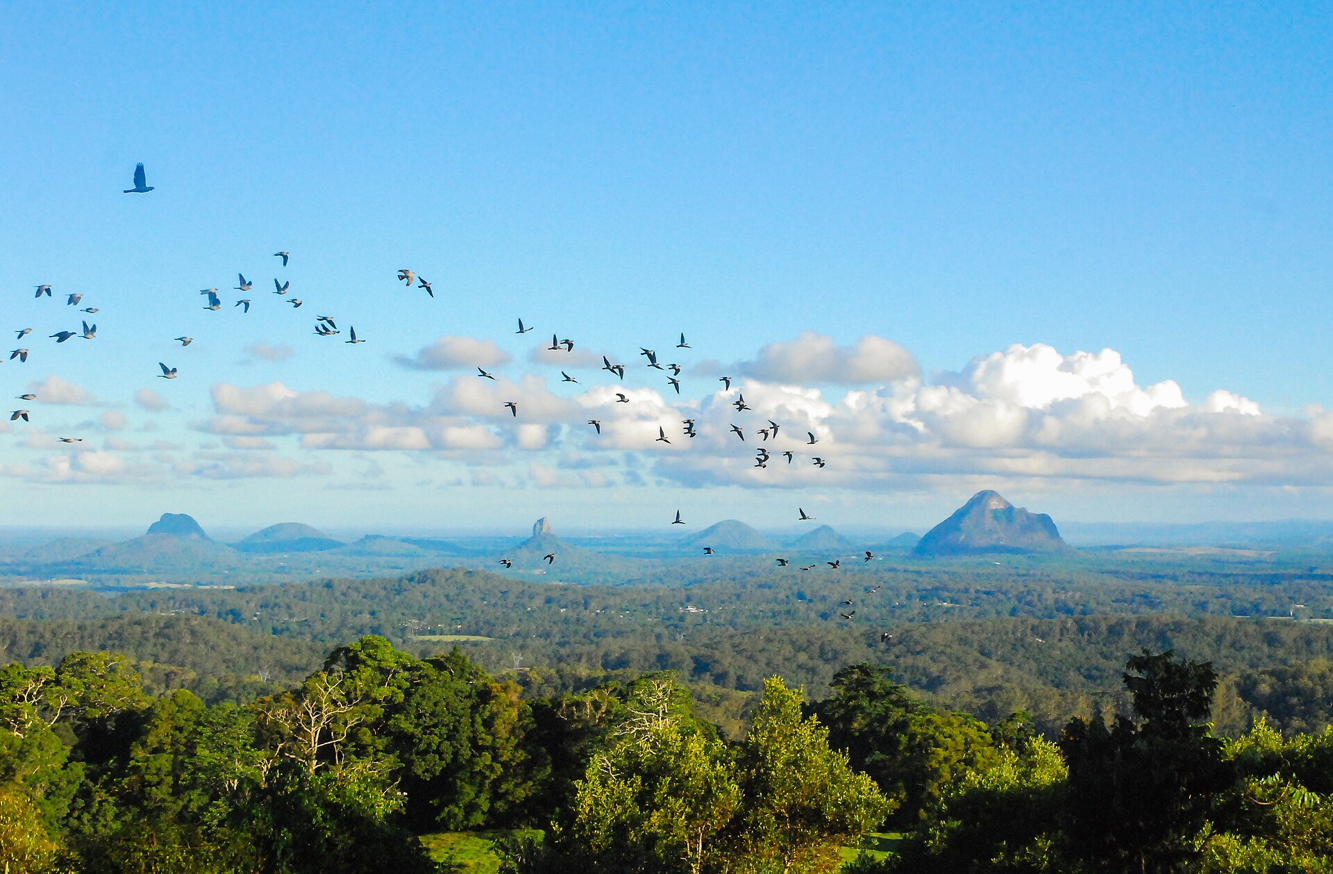 A flock of birds flying over the Glass House Mountains, seen from the lookout