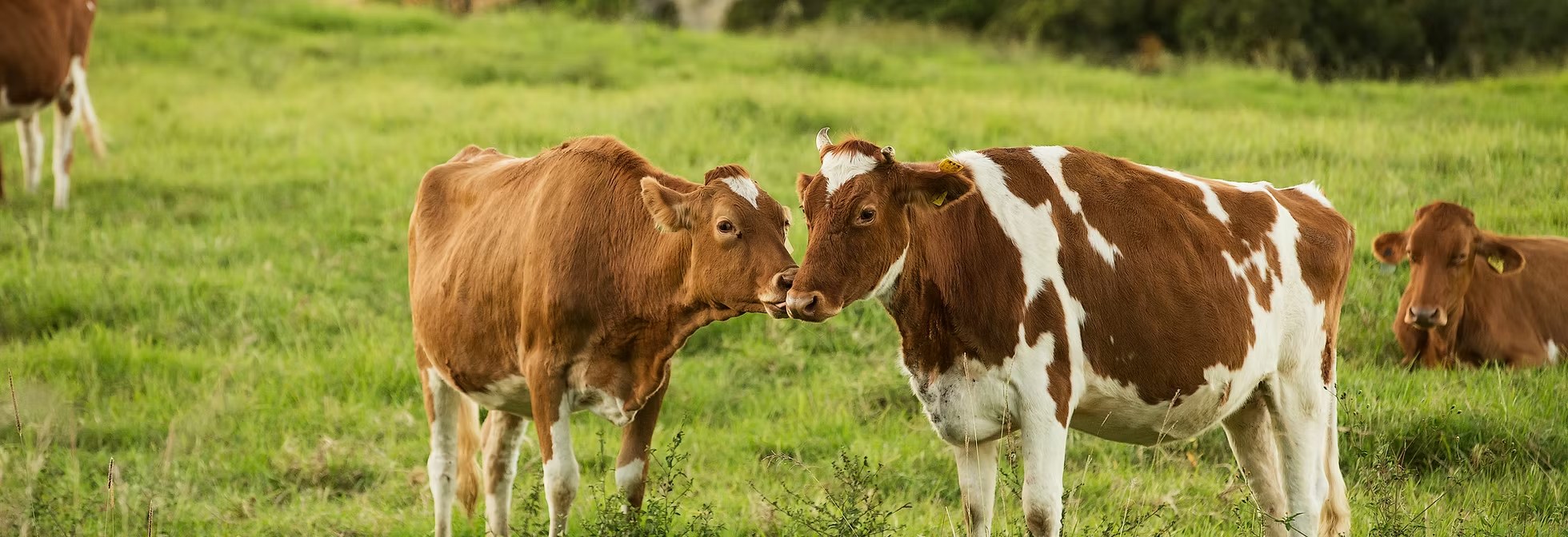Two Guernsey cows nuzzling in a green paddock at Maleny Dairies