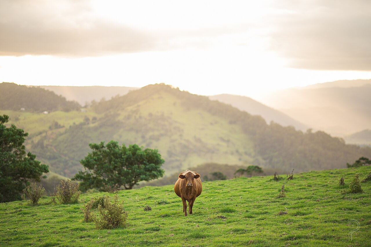 A dairy cow in a green Maleny paddock