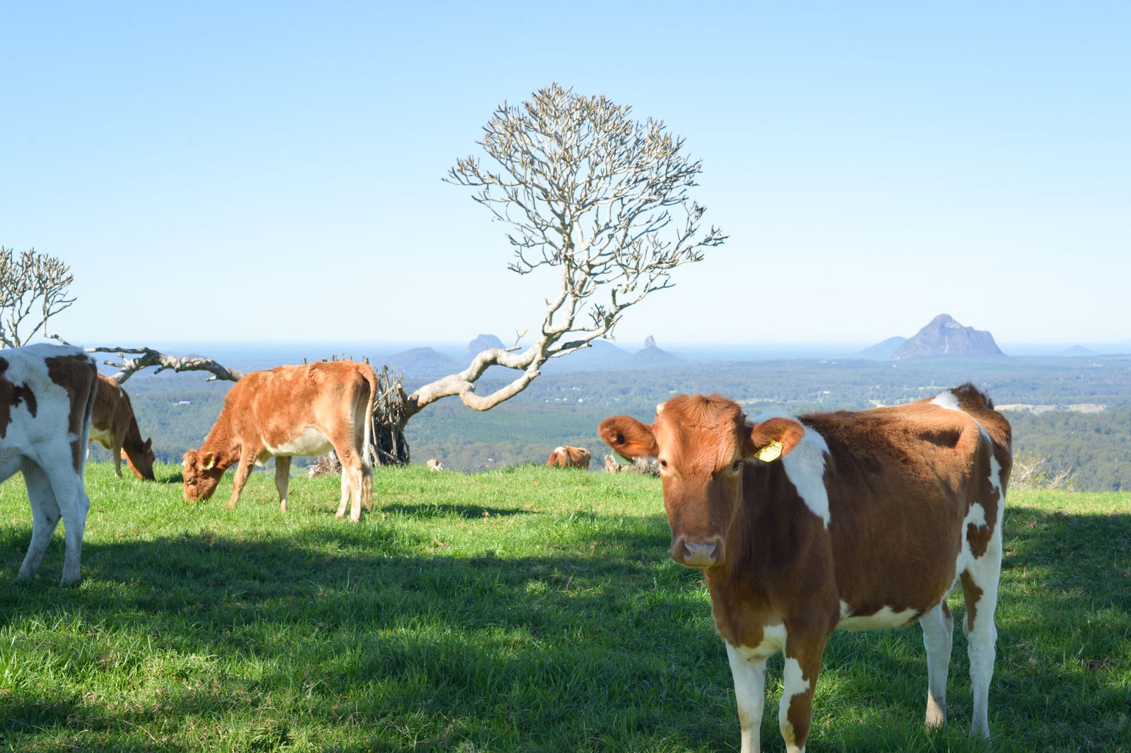 Dairy cattle grazing on a Maleny ridge with the Glass House Mountains on the horizon