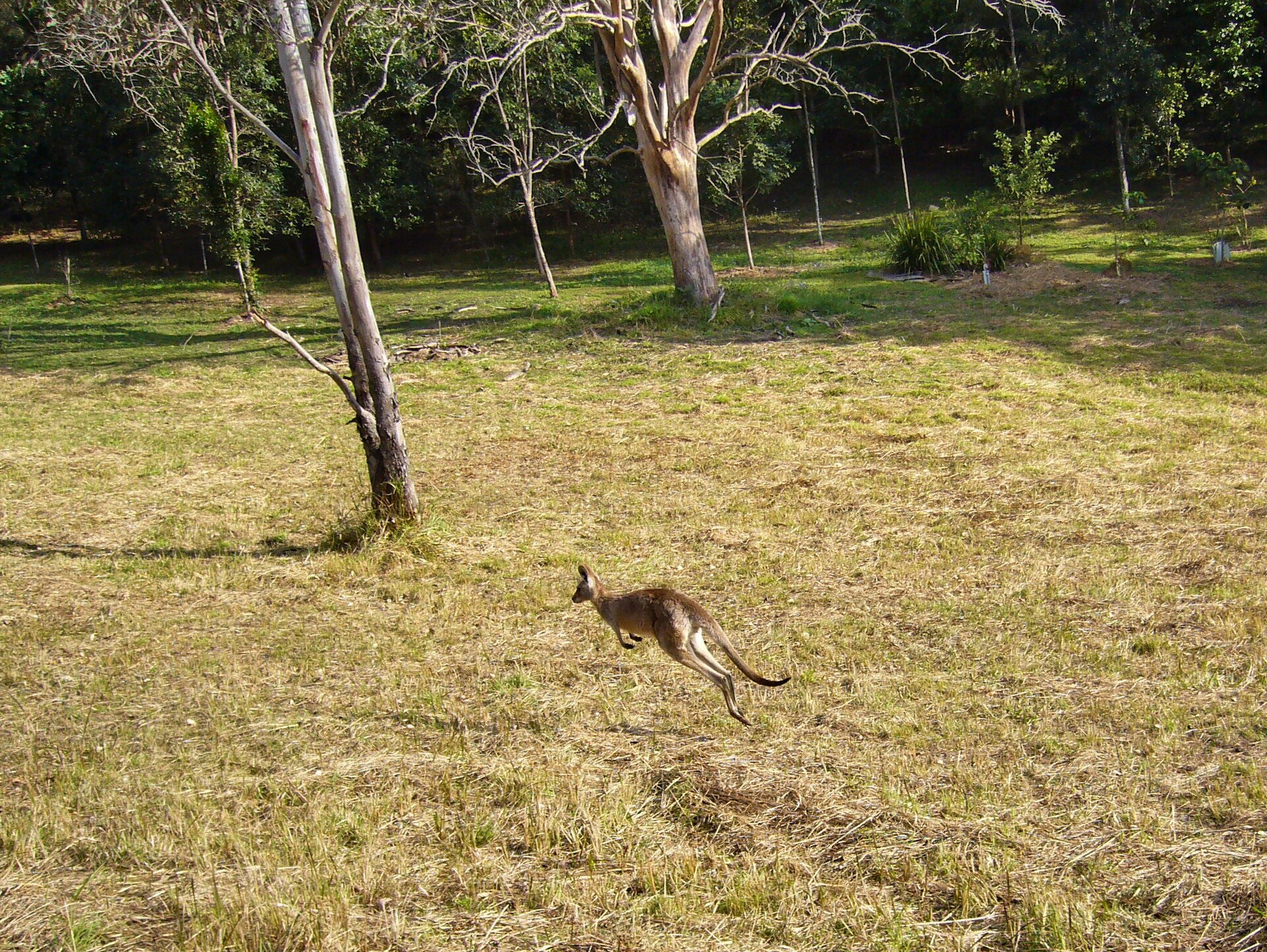 A kangaroo bounding through open countryside at Maleny