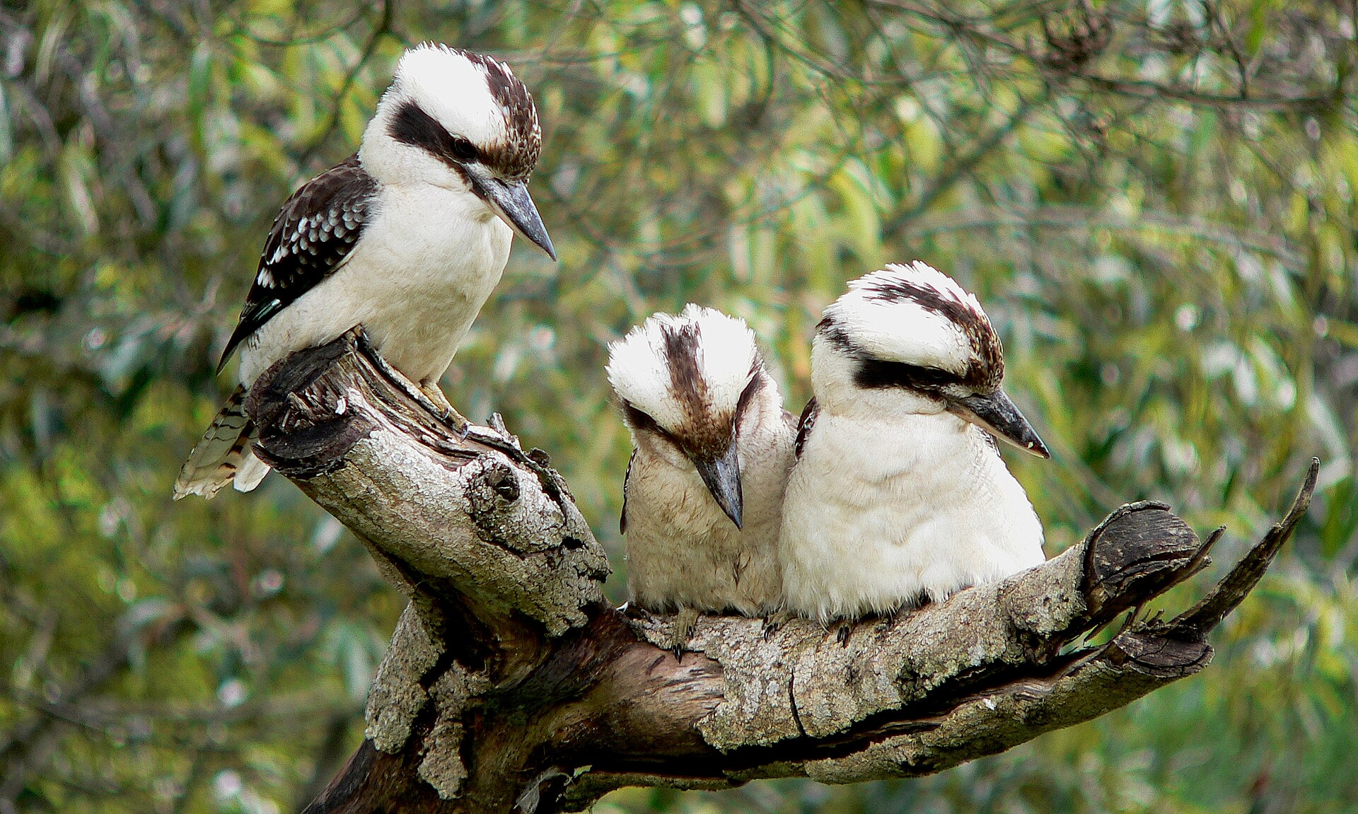 Three kookaburras perched on a branch near Maleny