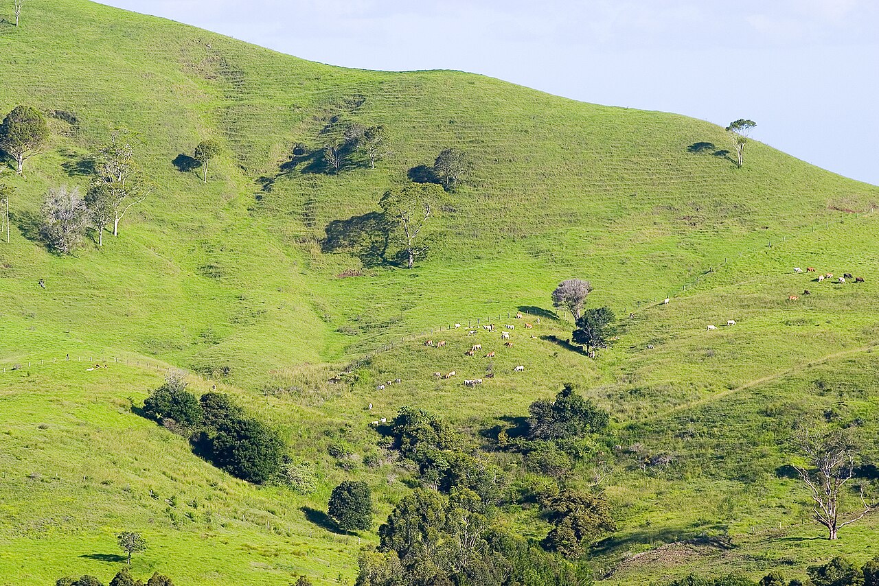 Green paddocks rolling across the Maleny hinterland