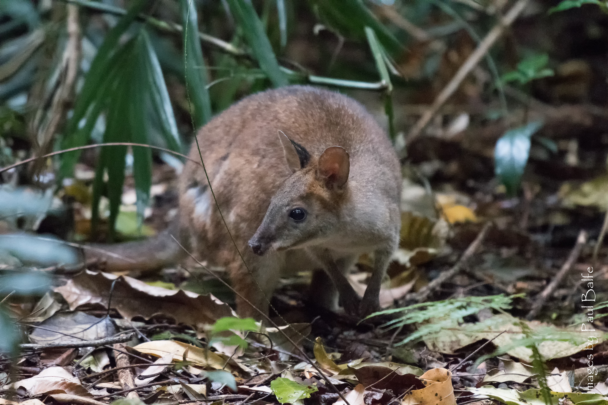A pademelon on the rainforest floor
