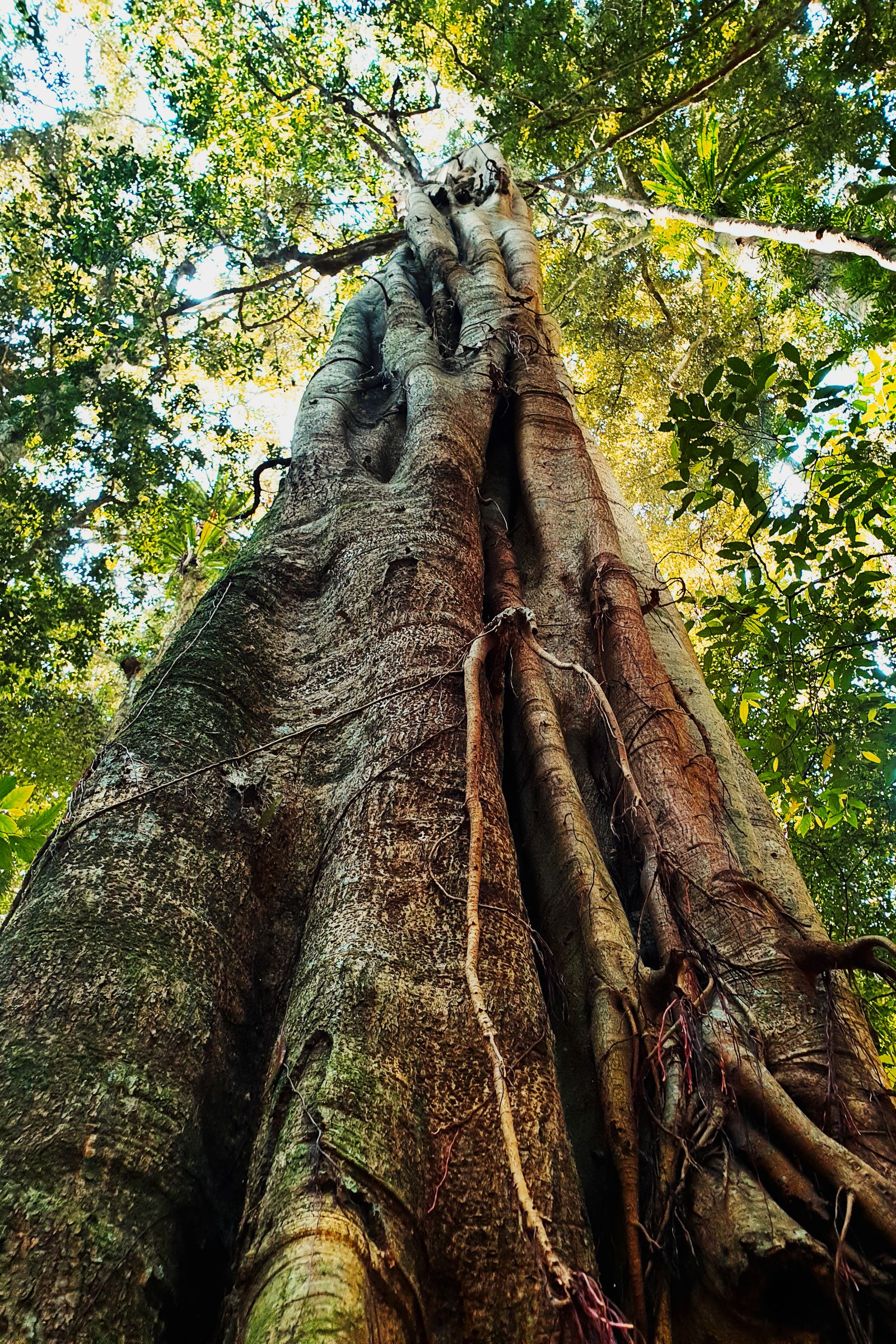 A towering strangler fig seen from below in the rainforest at Mary Cairncross