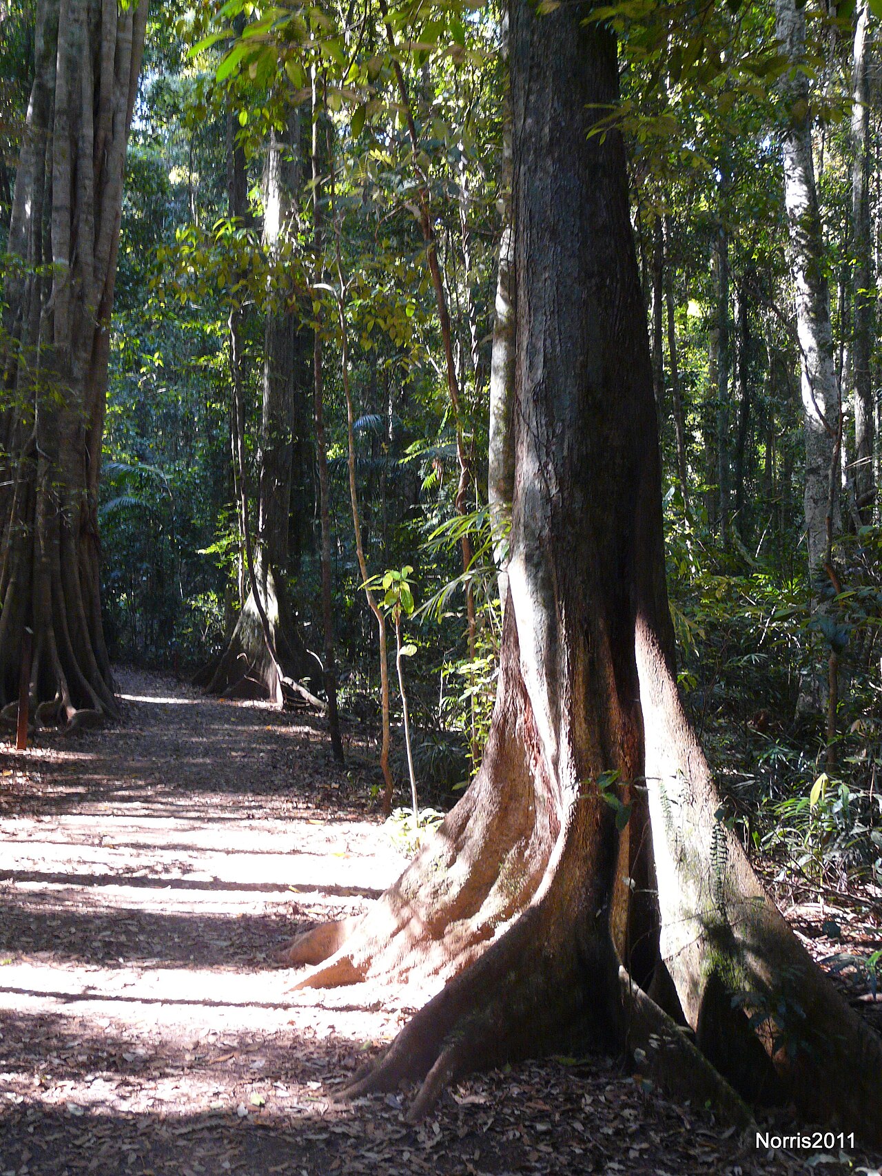 Dappled light on a rainforest path at Mary Cairncross Scenic Reserve