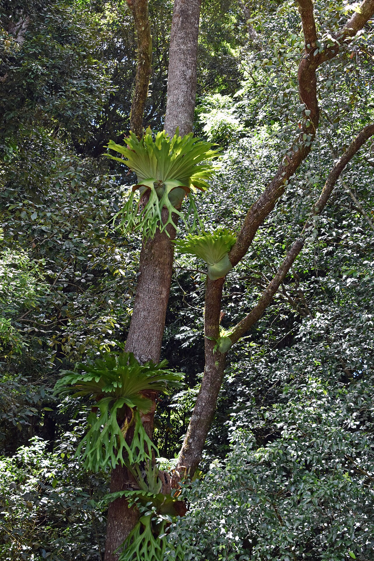 Staghorn ferns growing in the rainforest at Mary Cairncross Scenic Reserve