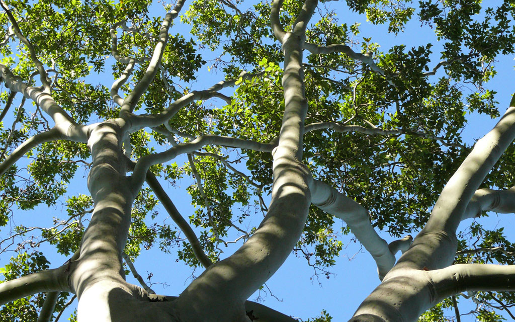 Tree beside the Obi Obi Creek at Maleny