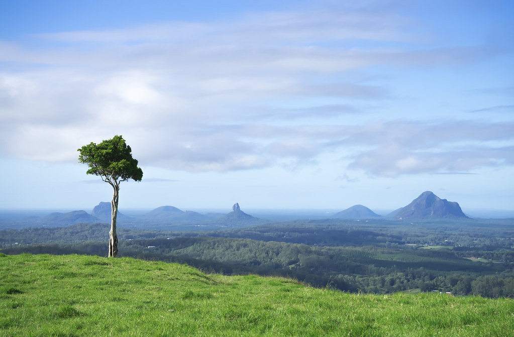 One Tree Hill, the solitary tree on a Maleny hilltop off Mountain View Road