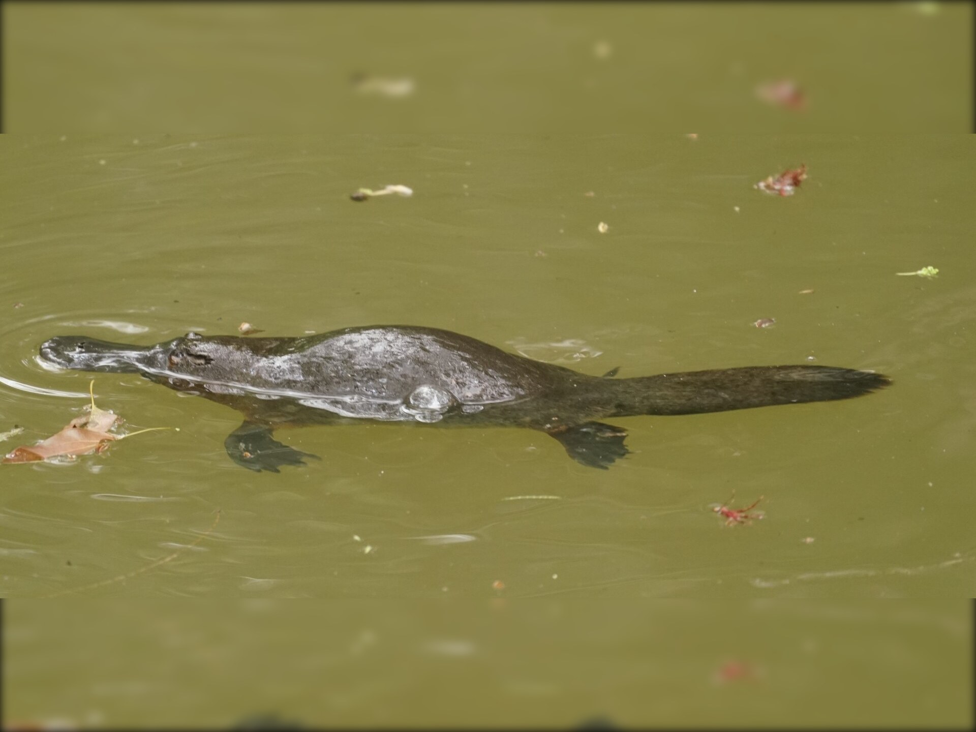 A platypus swimming at the surface of a creek