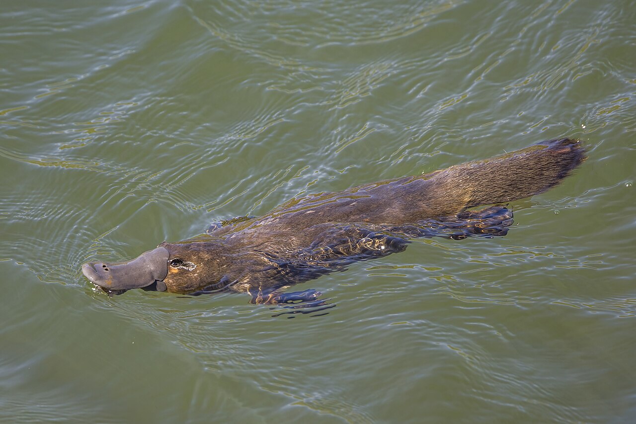 A wild platypus swimming